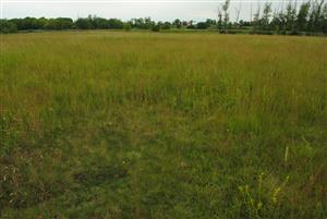 slane oko - zvyšok s Plantago maritima